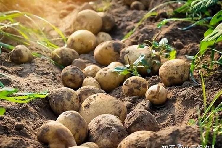 种土豆每亩用多少肥料最好