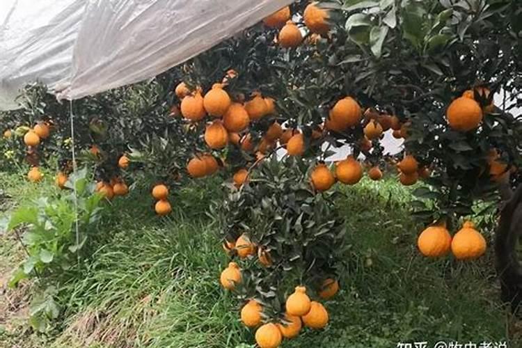 柑橘2月核心管理技术,恢复树势、促梢壮花、防治病虫