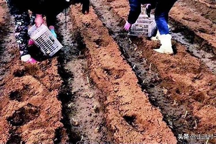 种土豆出苗后施农家肥可以吗？