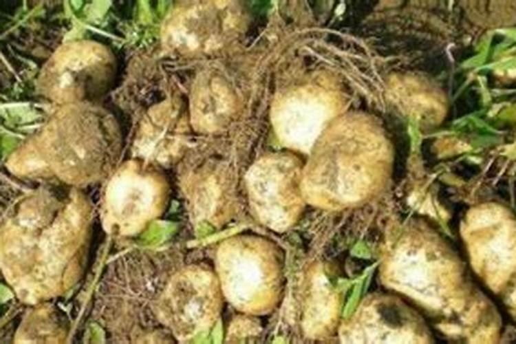 土豆出苗后多久施肥