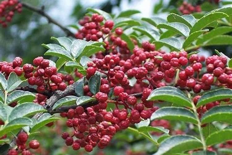 花椒落叶落果用什么药