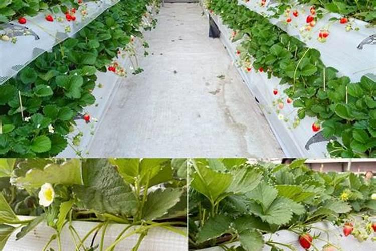 草莓定植后,浇好水,用好肥,快速缓苗促壮棵,为后期高产打基础!