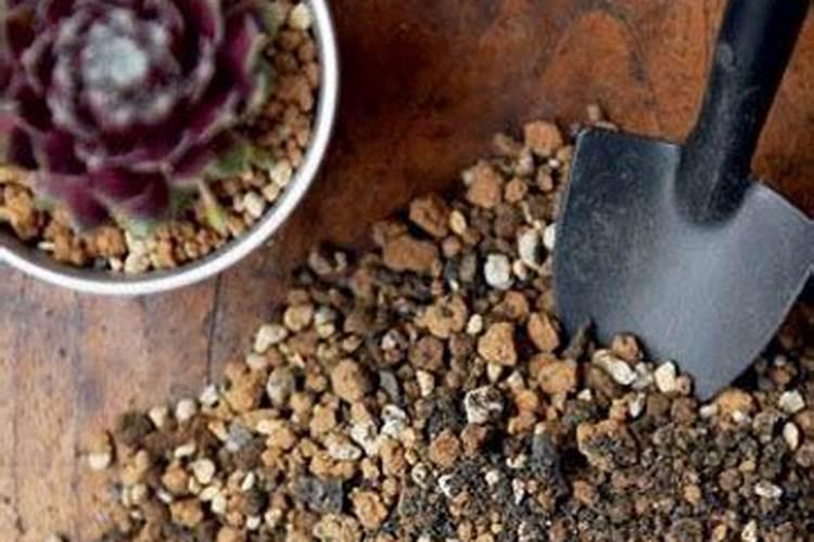 多肉植物十种自制肥料的方法多肉植物的养植方法