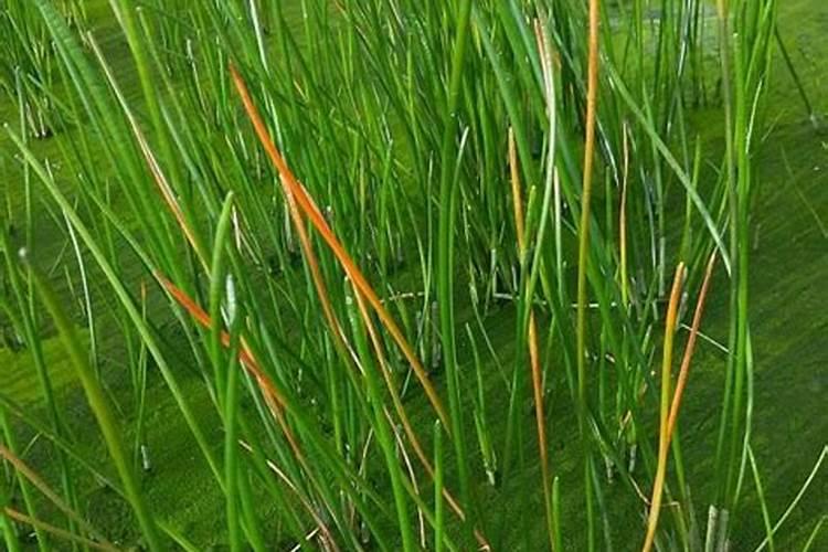 荸荠生理性红尾病是主要病害之一,荸荠生理性红尾病该怎么防治？