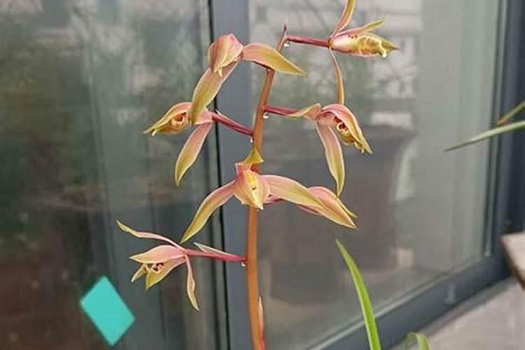 尿素为什么养花好