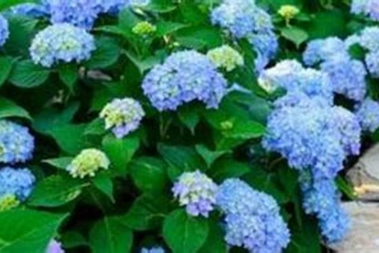 无尽夏怎么施肥