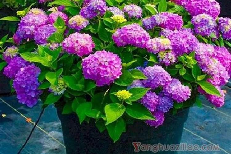 无尽夏花期养护方法