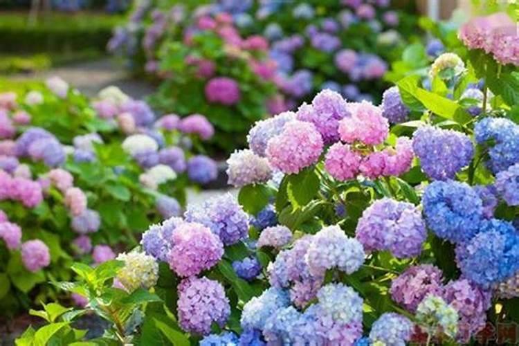 无尽夏绣球花施什么肥