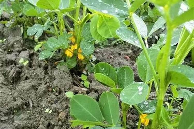 花生花期如何施磷肥最好？