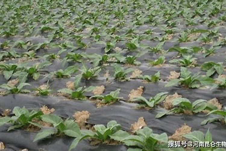 烤烟用什么叶面肥效果最好？