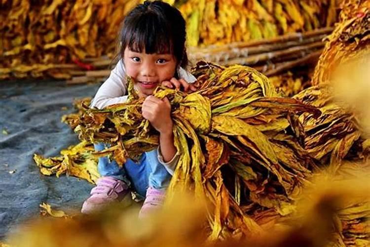 烤烟落黄金叶灿好还是大红甲好