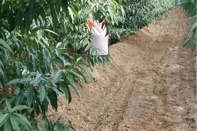 桃树冬季施肥后要不要浇水