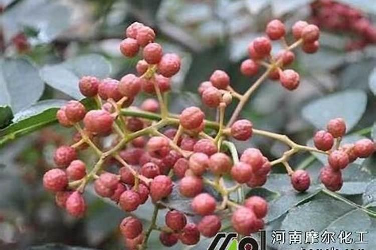 花椒树施什么肥