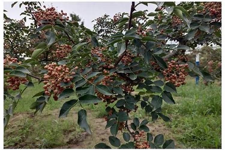 花椒树施什么肥最佳