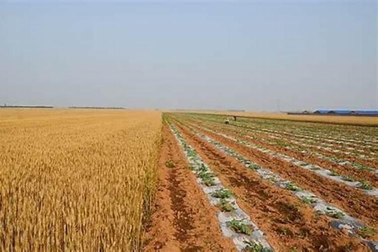 一亩地种小麦需要多少斤磷肥水？