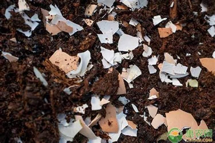 天然的磷钾肥有哪些 养花就靠他们了