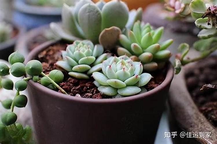 叶霸龙可以浇花不