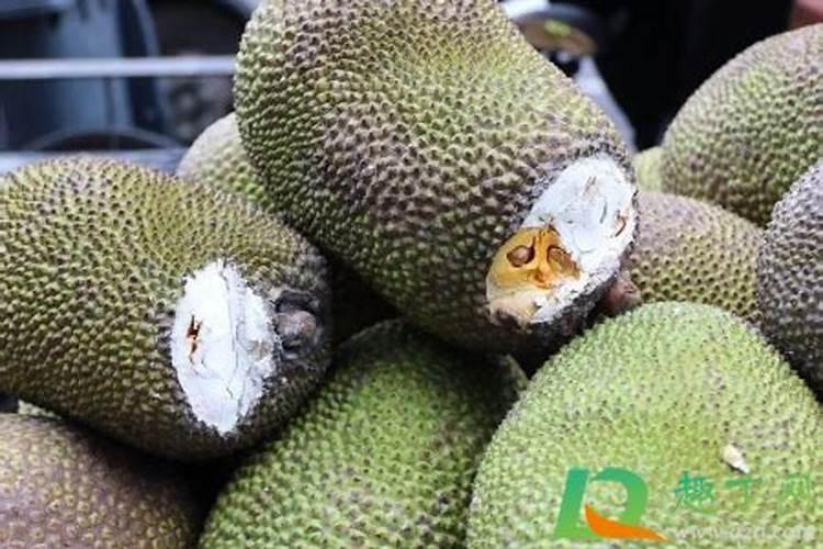 菠萝蜜石灰不严实怎么办