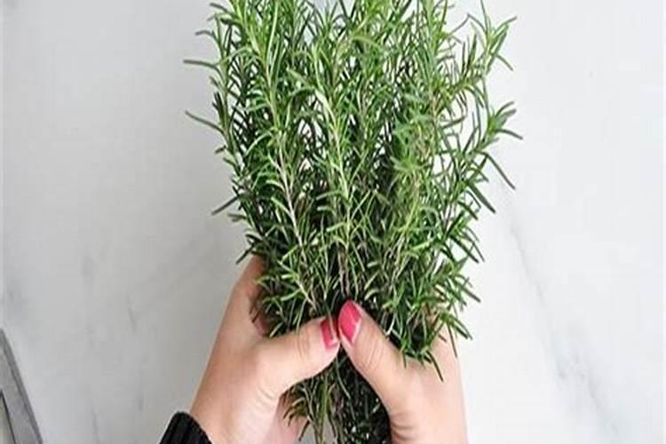 迷迭香的养殖技术