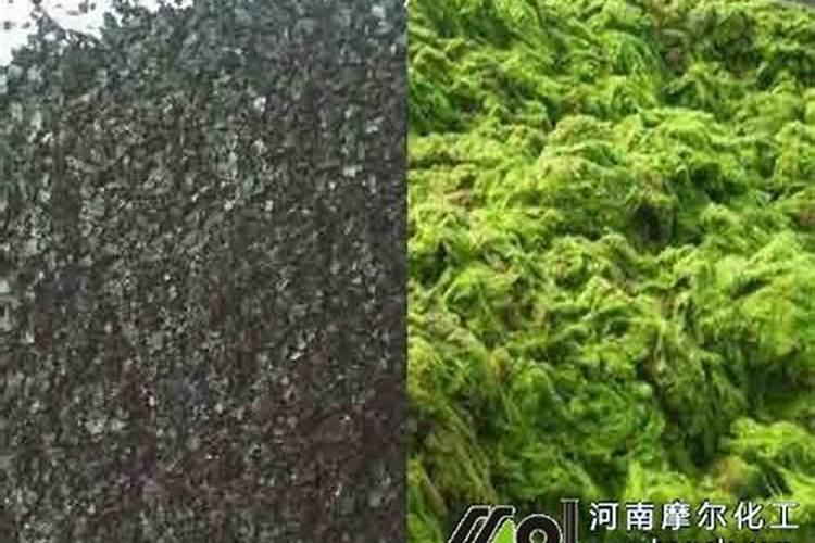 海藻肥起什么作用？