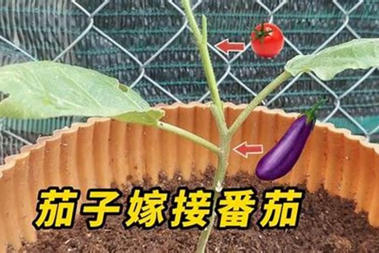 嫁接茄子后期能浇氮肥吗怎么浇？