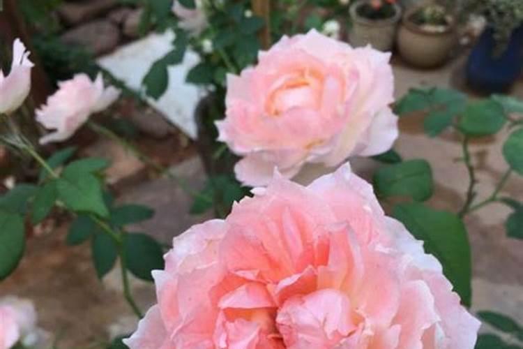 月季用什么肥花苞大？