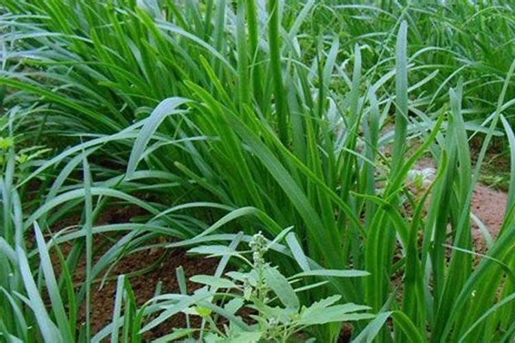 韭菜生长管理的特点和施肥建议