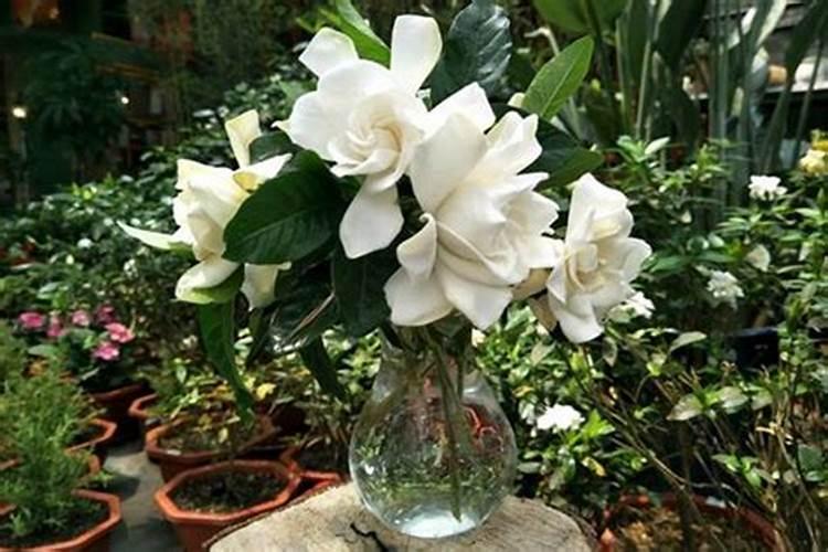 栀子用什么肥能开花？