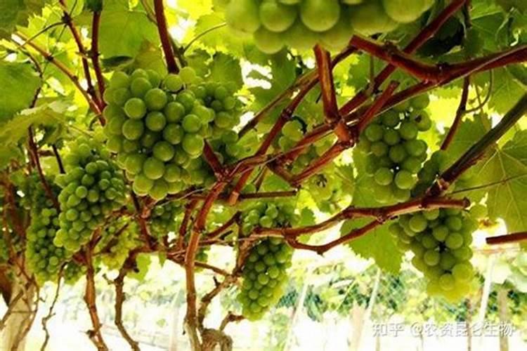 葡萄可以用钾肥吗怎么施肥？