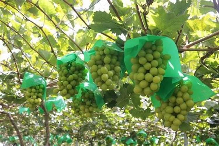 硫酸钾在葡萄种植上的使用方法