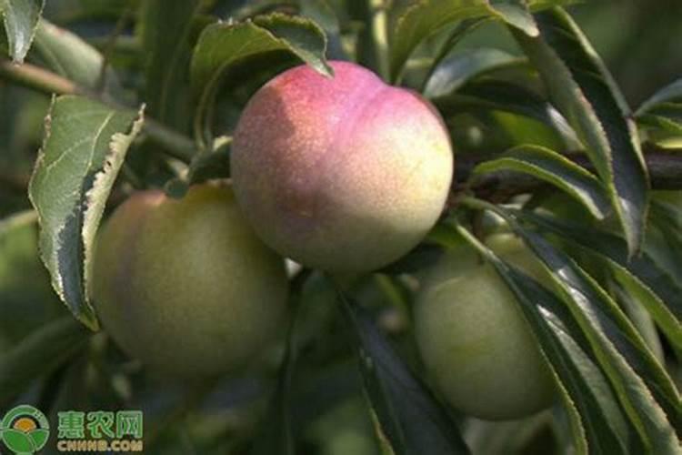 让李子膨大、增甜、着色的全新方法有哪些？