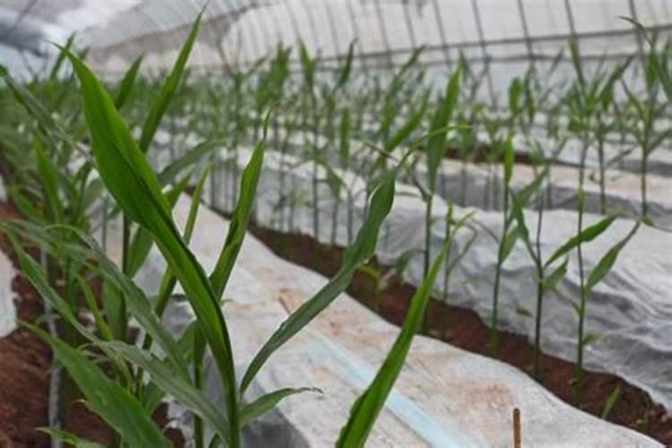 农作物防冻害可以使用哪些药剂呢？