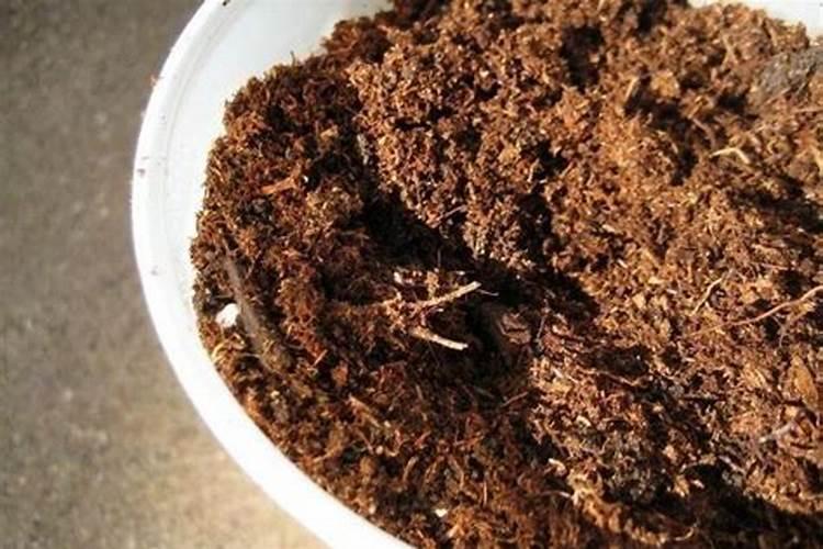 什么羊粪、蚯蚓粪都不如一勺粉末花盆里撒一点促花效果看得见