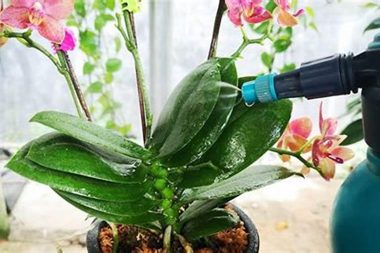 如何给蝴蝶兰喷叶面肥