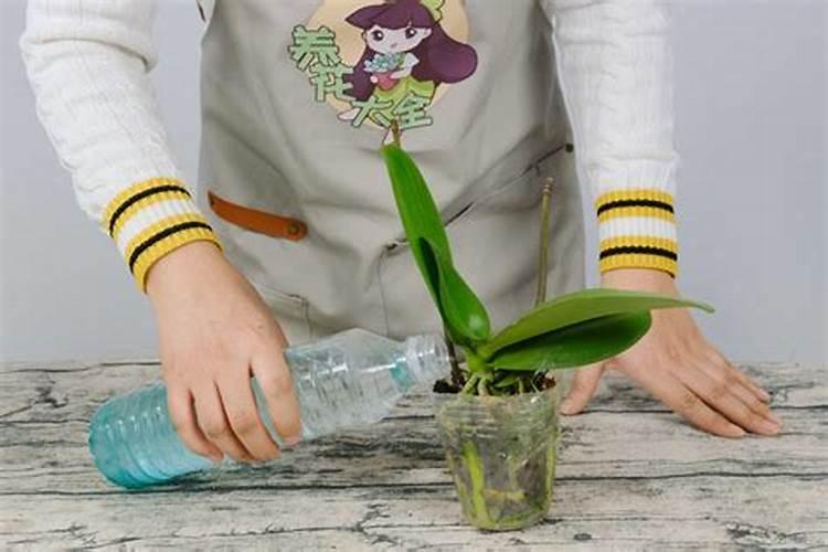 蝴蝶兰换盆多久可以用磷酸二氢钾擦拭叶片？