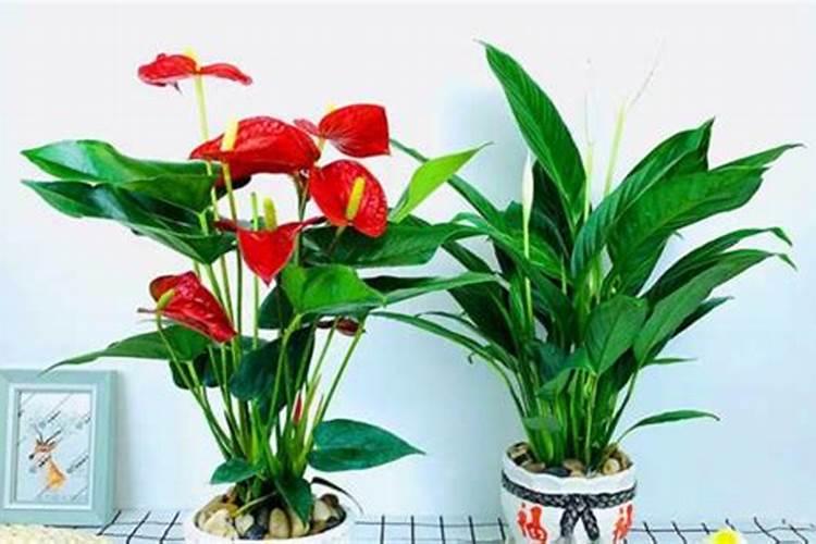 红掌冬天怎么去养护