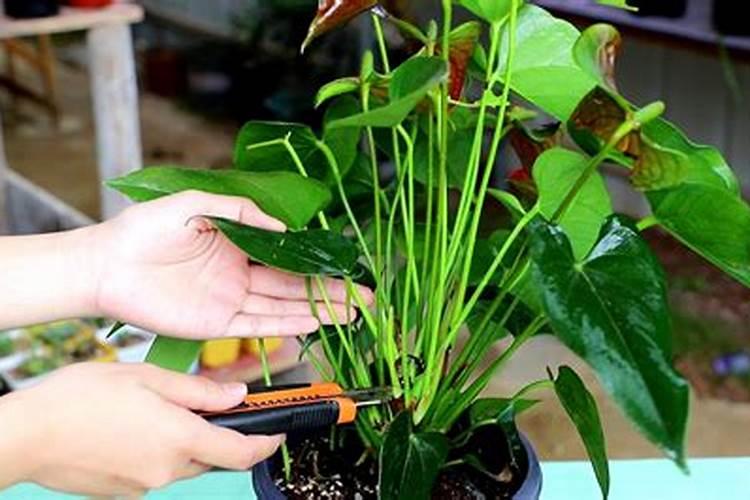 红掌施肥方法及注意事项