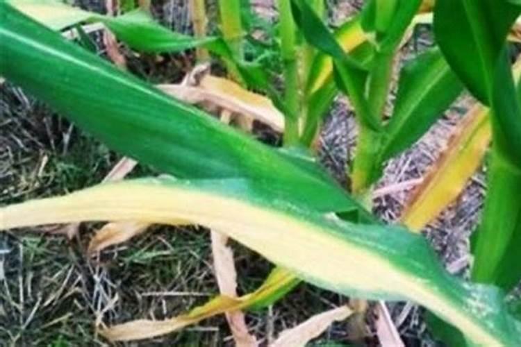 玉米叶子发黄干枯怎么办