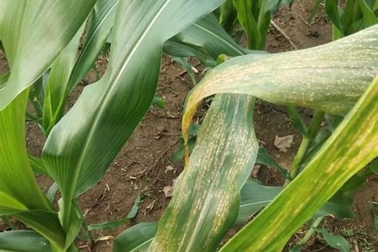 玉米出现黄叶怎么回事