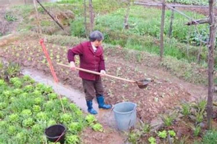 人粪尿做肥料使用的时候,需要注意什么问题？