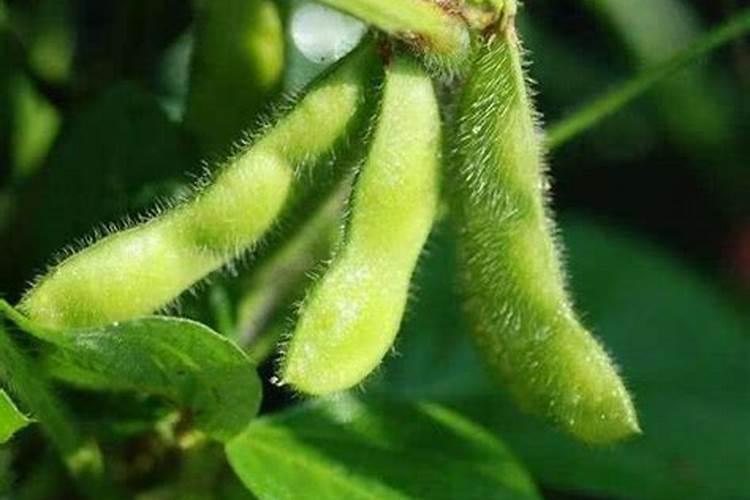 大豆鼓粒期喷什么叶面肥