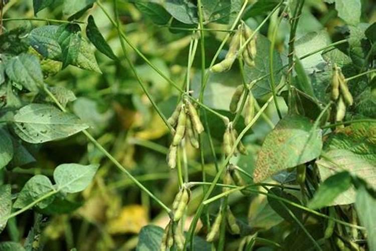 大豆鼓粒成熟期如何管理？