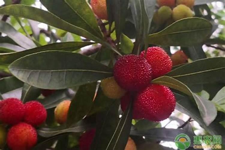 杨梅树苗用什么肥料比较好？