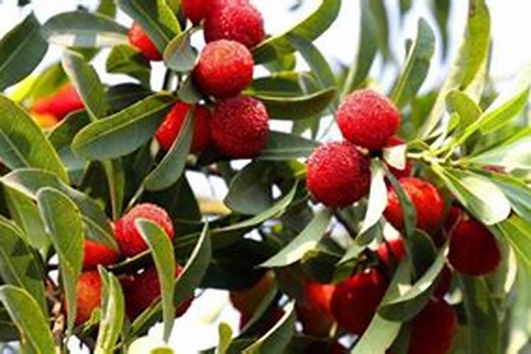 杨梅树苗怎么种植技术