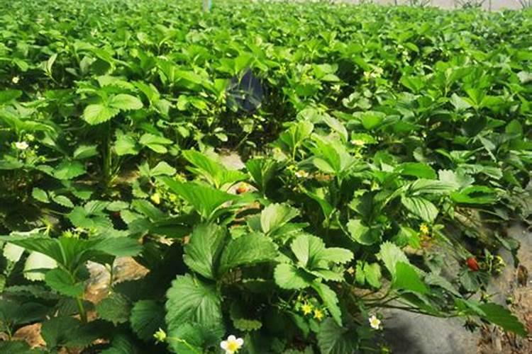 草莓开花能打什么药好