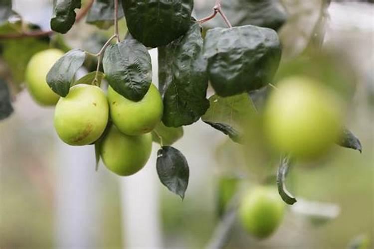 台湾青枣施什么肥好