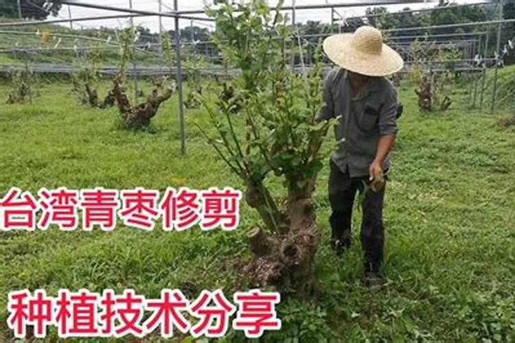 台湾青枣施肥技术