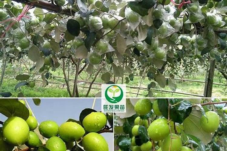 台湾大青枣怎么种植 台湾大青枣如何高产养殖