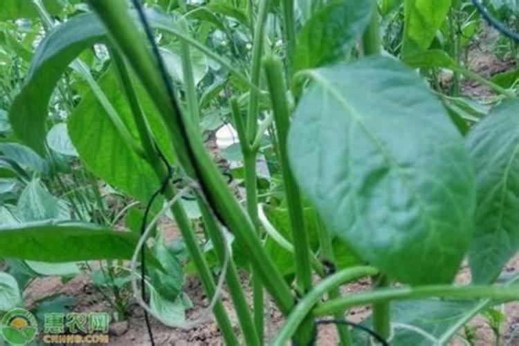 氮肥使用太多容易引起植株徒长？