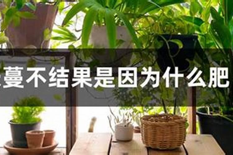 长蔓不结果是因为什么肥